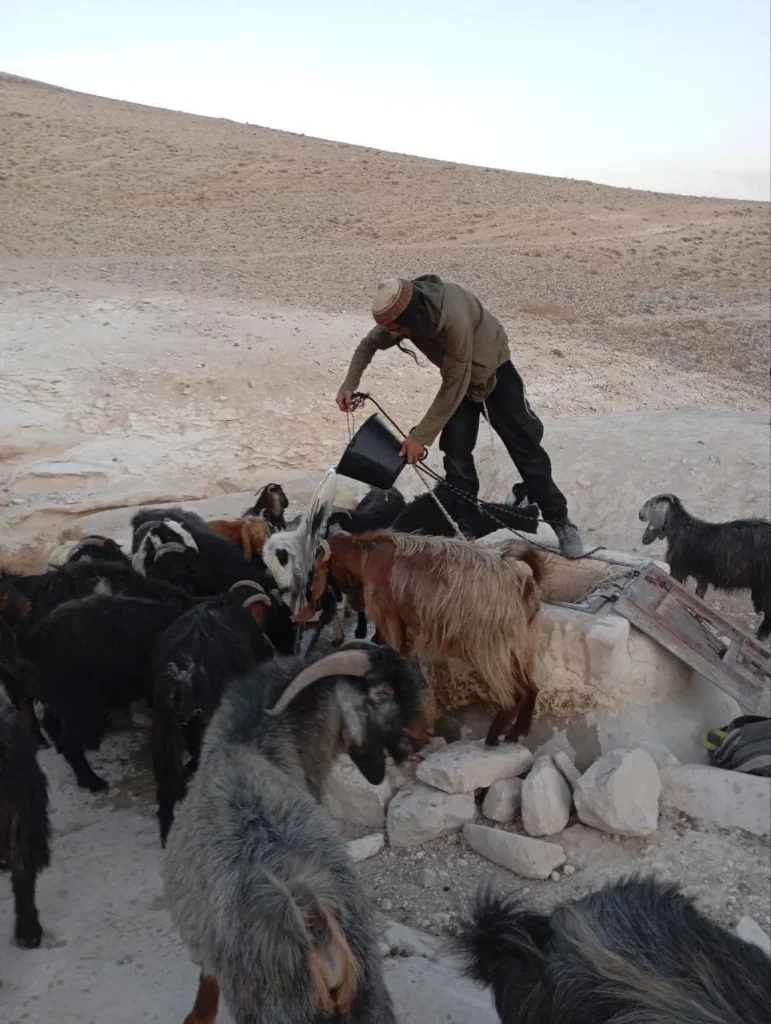 הצאן של תושבי הגבעות