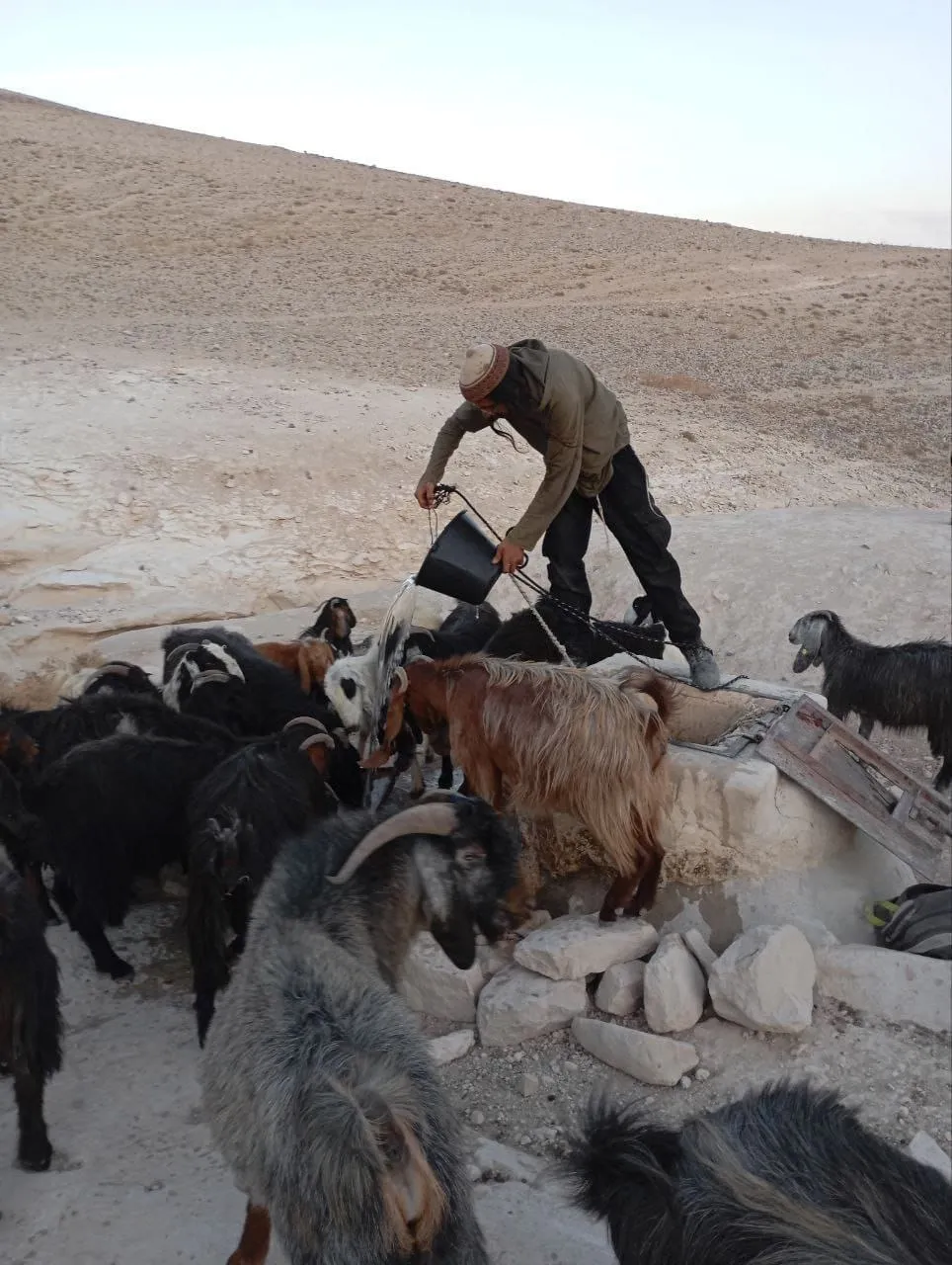 עדר הצאן של גבעת "מקנה אברהם" הוחרם בצעד חסר תקדים