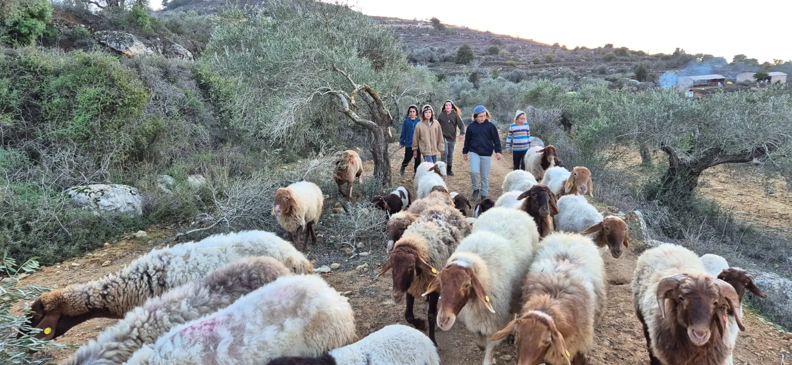 חוות נוף המשכן