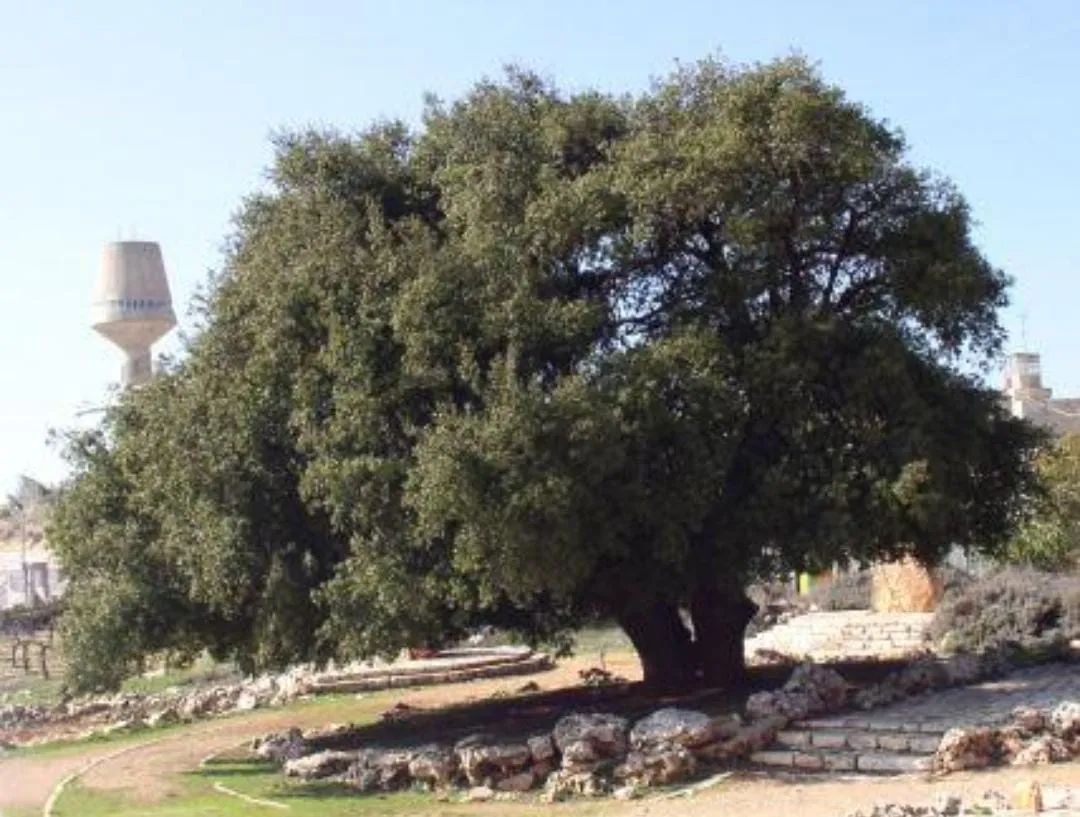 תושבי אלעזר הכריעו: לא תותר כניסת פועלים ערבים ליישוב