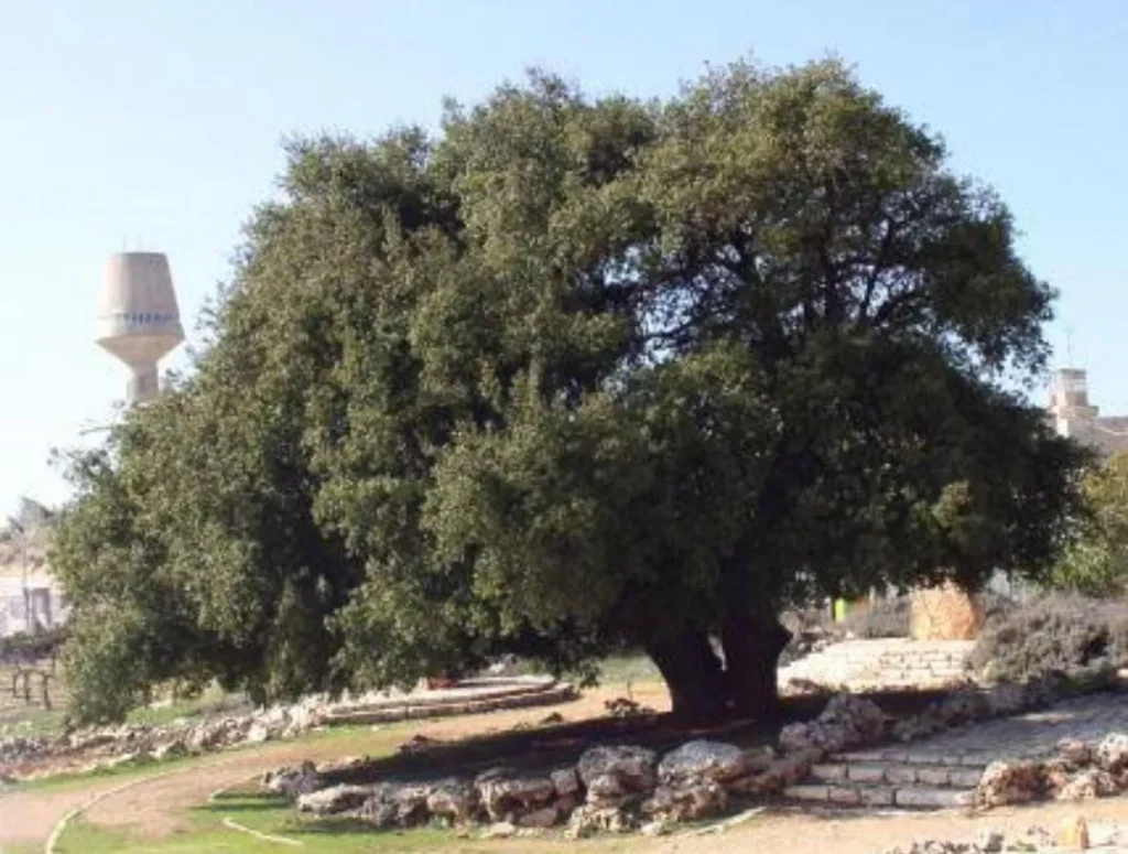 שיא חדש בגוש עציון: המועצה חצתה את רף 30,000 התושבים