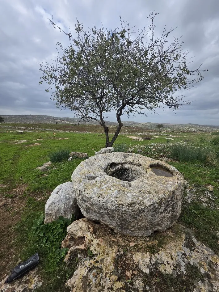 ישראל שפירא