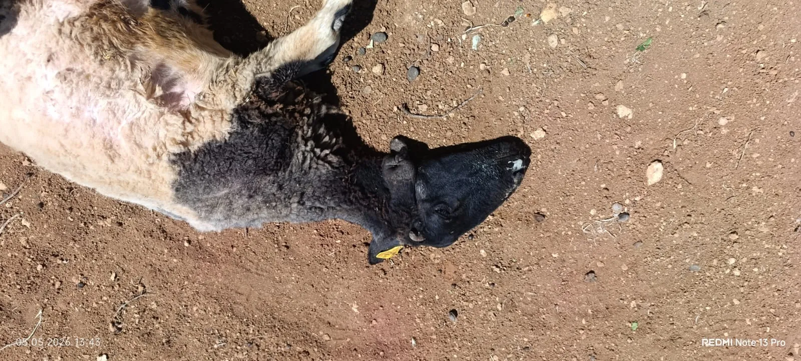 פיגוע הרעלה בבנימין: מחבלים הרעילו בורות מים של חווה