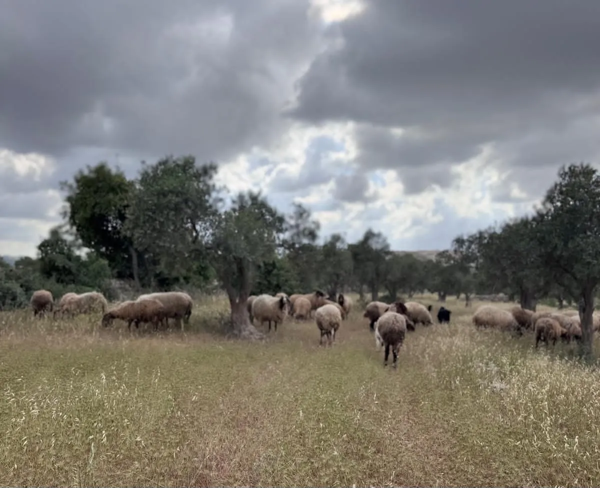 פורעים מחווארה גנבו עדר מחווה ותקפו מתיישבים שהחלו בחיפושים