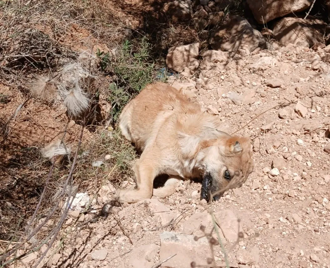 "הכלבים פרכסו ומתו תוך דקות": פיגוע הרעלה קשה בשומרון